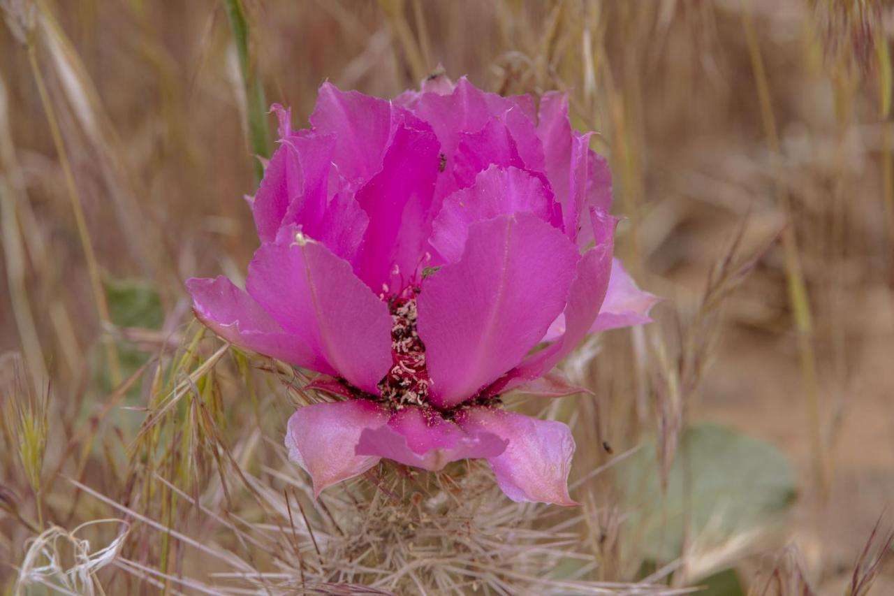 Zion Wildflower Otel Virgin Dış mekan fotoğraf